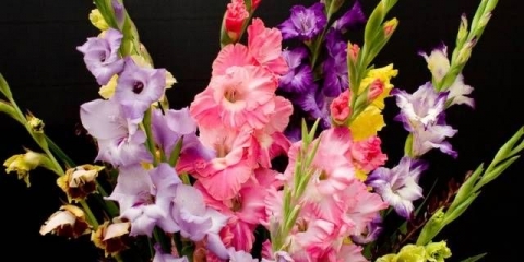 Kako čuvati lukovice gladiola kod kuće